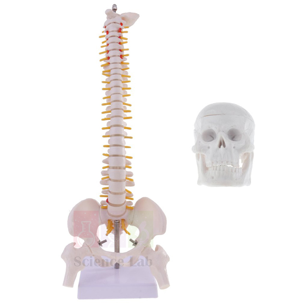 Human Vertebral Column Model With Skull